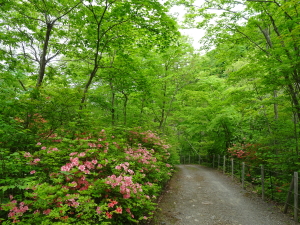 秋保大滝植物園風景