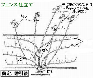 バラの植え付けと剪定 杜のひろば 公益財団法人仙台市公園緑地協会