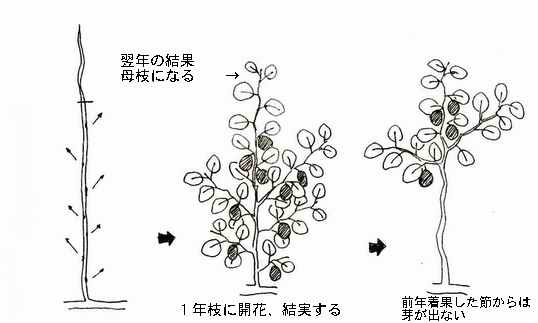 家庭果樹の剪定と施肥 杜のひろば 公益財団法人仙台市公園緑地協会