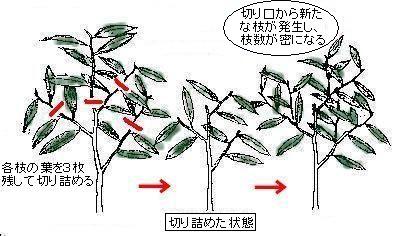 庭木の剪定と薬剤散布 杜のひろば 公益財団法人仙台市公園緑地協会